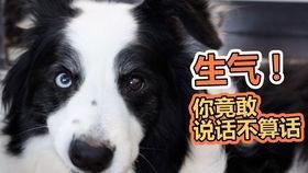 狗狗暗示吃瓜,揭秘宠物饮食中的趣味瞬间