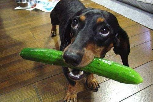 狗狗暗示吃瓜,揭秘宠物饮食中的趣味瞬间