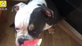 狗狗暗示吃瓜,揭秘宠物饮食中的趣味瞬间