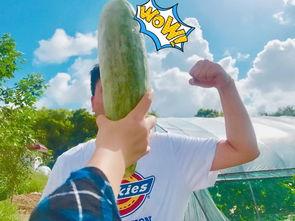 网红饱饱吃瓜,揭秘娱乐圈幕后故事