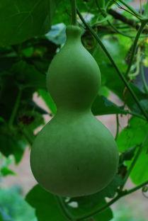 牧满吃瓜,揭秘娱乐圈背后的那些事儿