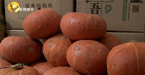 金瓜吃瓜免费在线,畅享瓜界盛宴