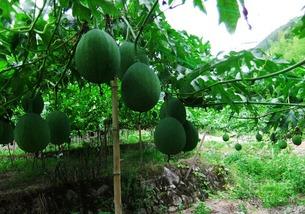 产后吃吊瓜,吊瓜助力妈妈健康恢复