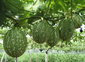 产后吃吊瓜,吊瓜助力妈妈健康恢复