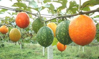 产后吃吊瓜,吊瓜助力妈妈健康恢复