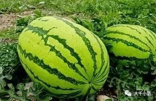 cjj吃瓜,揭秘娱乐圈背后的那些事儿