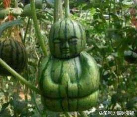 神秘的吃瓜网友 豆瓣,网络舆论场上的隐秘力量