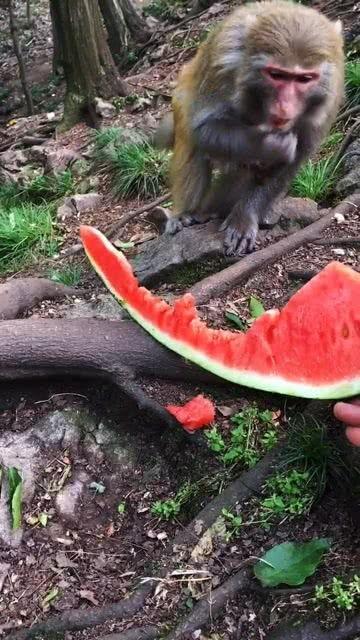 吃瓜串天猴,揭秘网络红人的崛起之路