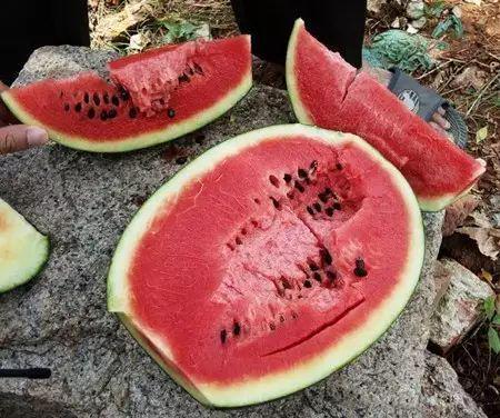 吃不干净的红瓜会中毒吗