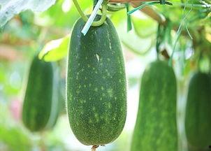 吃瓜立秋,清凉一夏，揭秘立秋时节的美食文化