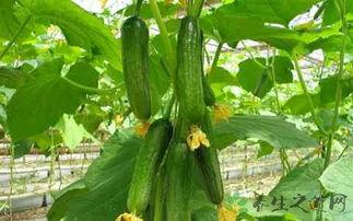 吃瓜立秋,清凉一夏，揭秘立秋时节的美食文化