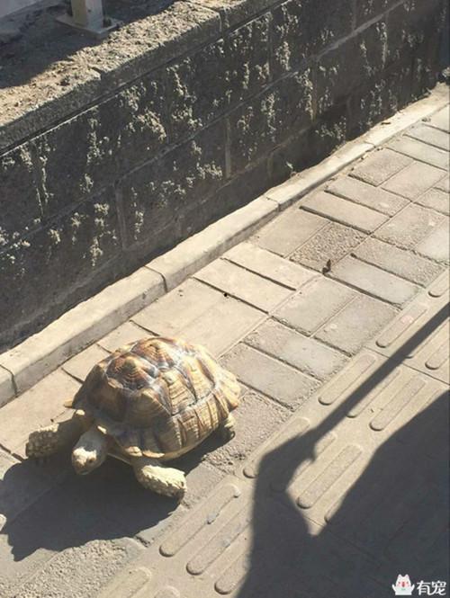 乌龟吃瓜解说,趣味横生的生态奇观